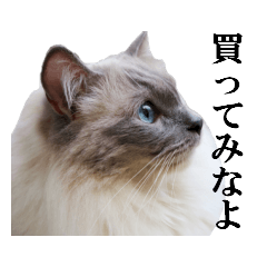 [LINEスタンプ] 二匹の猫の写真スタンプ