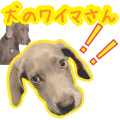 [LINEスタンプ] 犬のワイマさん