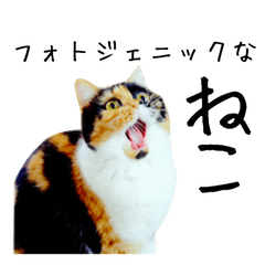 [LINEスタンプ] フォトジェニックなねこ