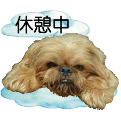 [LINEスタンプ] 動く犬！ブリュッセル・グリフォン