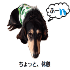 [LINEスタンプ] Miniature dachshund chips stamp