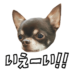 [LINEスタンプ] チワワのマロ