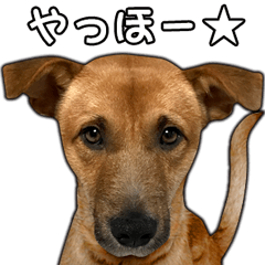 [LINEスタンプ] わんわん犬のコタロウスタンプの画像（メイン）