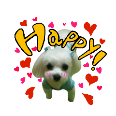 [LINEスタンプ] マルチーズのリンとチワワのへいすけ