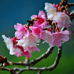 [LINEスタンプ] The beautiful cherry blossoms