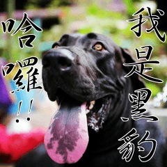 [LINEスタンプ] The Dogs from Longyeh Taiwan Dogs' House