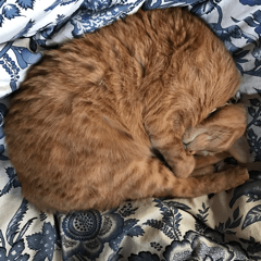 [LINEスタンプ] 愛猫ミィおやすみスタンプの画像（メイン）