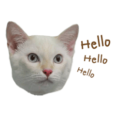[LINEスタンプ] The Gang cats＆rabbit