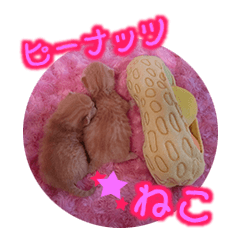[LINEスタンプ] ピーナッツねこ