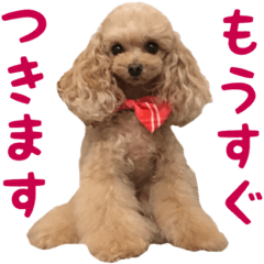 [LINEスタンプ] トイプードルココの日常会話スタンプ