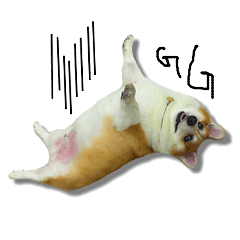 [LINEスタンプ] Corgi white Eyes daily