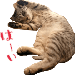 [LINEスタンプ] 我が家の猫写真スタンプ