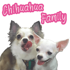 [LINEスタンプ] Chihuahua Family Miss ＆ Teen
