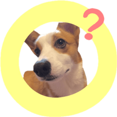 [LINEスタンプ] コーギーはな