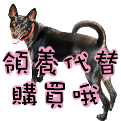 [LINEスタンプ] Black Dog~KUMI~(Chinese Version)