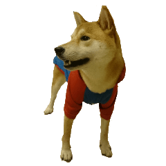 [LINEスタンプ] Didi of Shiba