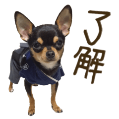 [LINEスタンプ] 仲良しチワワのコロティアモ Vol.1