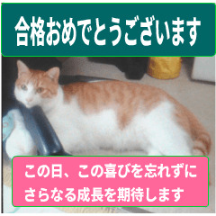 [LINEスタンプ] 日本猫の銀、 写真バージョン10 合格祈願