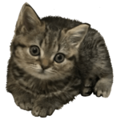 [LINEスタンプ] ミヌエットのショコラの子猫写真スタンプ1の画像（メイン）
