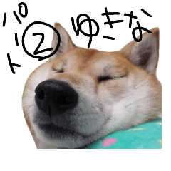 [LINEスタンプ] 柴犬ゆきな 実写版 part2