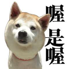 [LINEスタンプ] 柴犬大好き