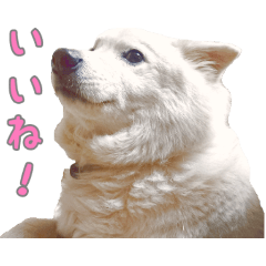 [LINEスタンプ] はちです☆