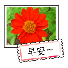 [LINEスタンプ] Wildflowers (chinese)の画像（メイン）