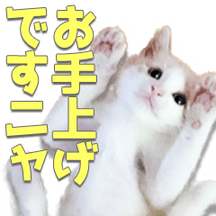 [LINEスタンプ] 仔猫のみつば