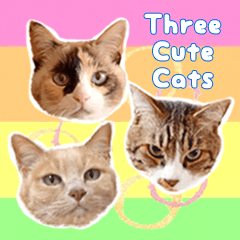 [LINEスタンプ] 3匹の猫スタンプ