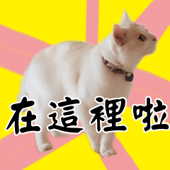 [LINEスタンプ] Living cat