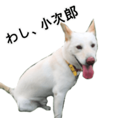 [LINEスタンプ] 愛犬小次郎の日常の画像（メイン）