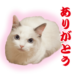 [LINEスタンプ] こむぎしゃん2