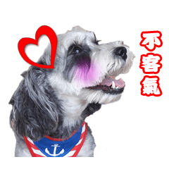 [LINEスタンプ] My Schnauzer III