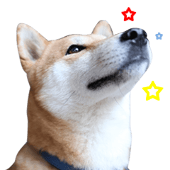[LINEスタンプ] Sonny's funny life