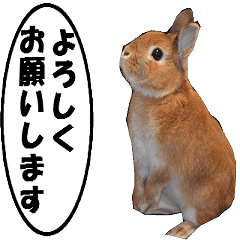 [LINEスタンプ] 動く、ウサギのココア-2