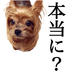 [LINEスタンプ] 癒し犬と小鳥