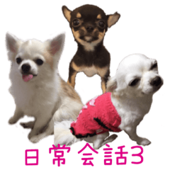 [LINEスタンプ] チワワのココ(日常会話3)