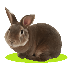 [LINEスタンプ] うちのぶさウサギの画像（メイン）