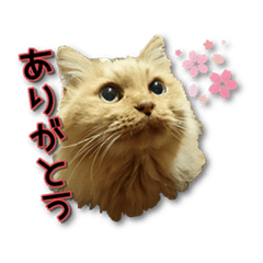 [LINEスタンプ] 長毛猫イーちゃんの実写真スタンプ