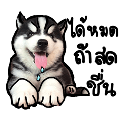 [LINEスタンプ] Husky Puppy Ava