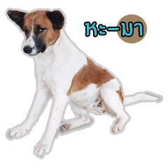 [LINEスタンプ] Ha-ma Dog