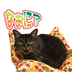 [LINEスタンプ] KR様の可愛いスタンプ