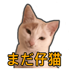 [LINEスタンプ] スコティッシュ系ミックス猫キキ