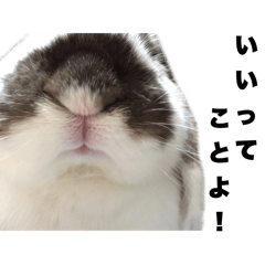 [LINEスタンプ] たれ耳うさぎのもふお君