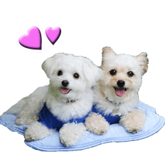 [LINEスタンプ] エルモとシリ