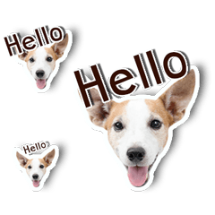 [LINEスタンプ] Jack Russel cutie and funny dogの画像（メイン）