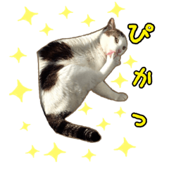 [LINEスタンプ] 猫と仲間は仲良し