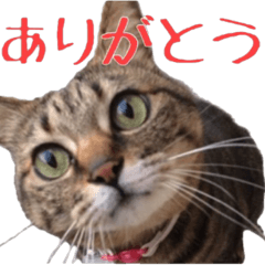 [LINEスタンプ] 我が家の猫たち。