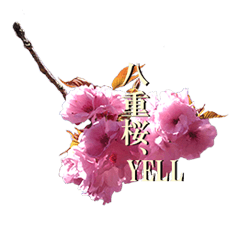 [LINEスタンプ] 八重桜、YELL