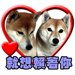 [LINEスタンプ] 柴犬幸せ家族